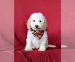 Small Photo #7 Bichpoo Puppy For Sale in NOTTINGHAM, PA, USA