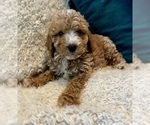 Small Photo #22 Goldendoodle (Miniature) Puppy For Sale in PENSACOLA, FL, USA