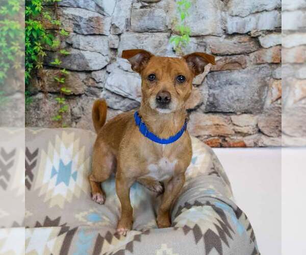 Medium Photo #3 Chihuahua-Unknown Mix Puppy For Sale in Kennesaw, GA, USA