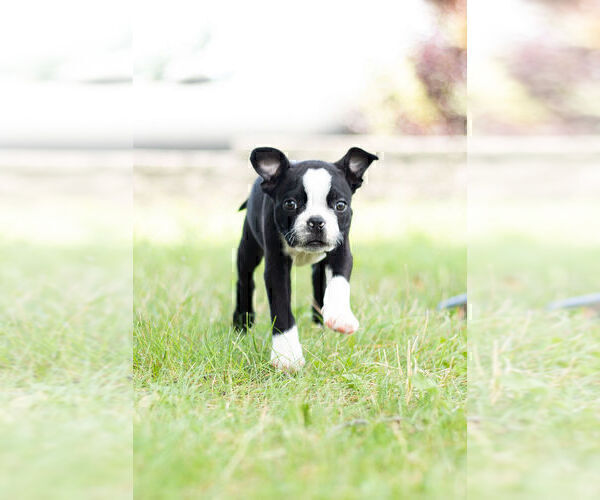 Medium Photo #6 Boston Terrier Puppy For Sale in WARSAW, IN, USA