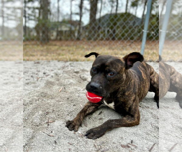 Medium Photo #4 American Staffordshire Terrier-Unknown Mix Puppy For Sale in Myrtle Beach, SC, USA