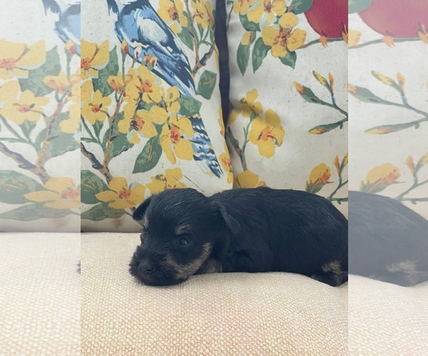 Medium Photo #2 Mutt Puppy For Sale in HOPKINSVILLE/PRINCETON, KY, NH, USA