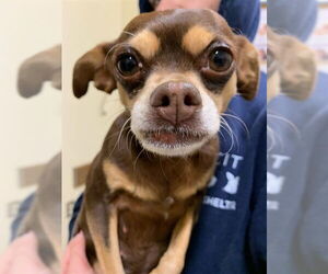 Chihuahua Dogs for adoption in Fremont, CA, USA