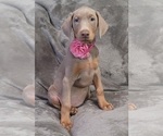 Small Photo #39 Doberman Pinscher Puppy For Sale in POMEROY, OH, USA