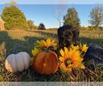 Small Photo #4 Goldendoodle Puppy For Sale in LANESVILLE, IN, USA