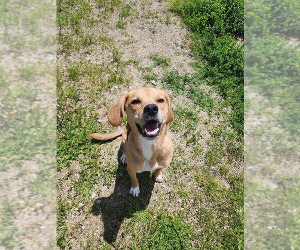 Medium Photo #3 Mutt Puppy For Sale in Evansville, IN, USA