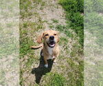 Small #2 Mutt