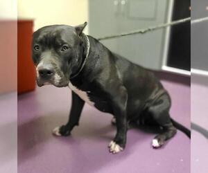 American Pit Bull Terrier Dogs for adoption in Long Beach, CA, USA