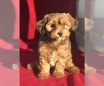 Puppy 3 ShihPoo