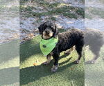 Small Poodle (Toy)