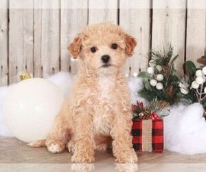 Poochon Puppy for sale in MOUNT VERNON, OH, USA
