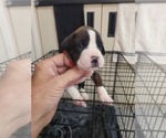 Puppy SASSY RED Boxer