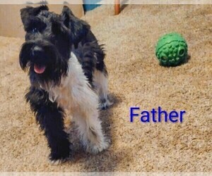 Father of the Schnauzer (Miniature) puppies born on 04/19/2026