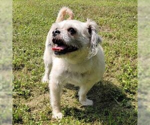 Shih Tzu-Unknown Mix Dogs for adoption in Waco, TX, USA