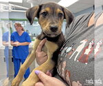 Small #2 Labrador Retriever Mix
