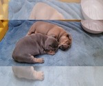 Small Photo #7 French Bulldog-Olde English Bulldogge Mix Puppy For Sale in WAYNE, MI, USA