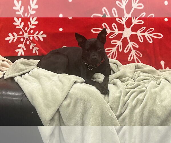 Medium Photo #3 American Staffordshire Terrier-Basenji Mix Puppy For Sale in Phoenix, AZ, USA