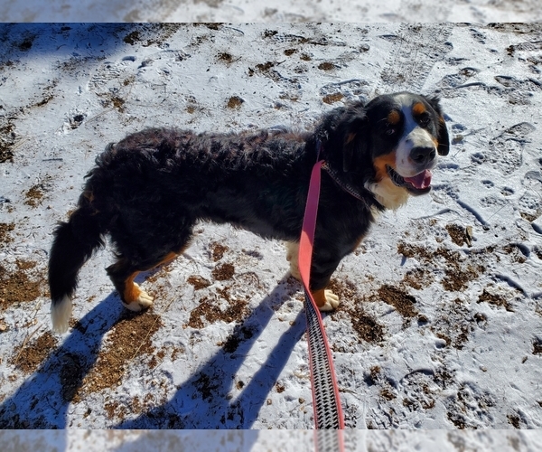 Medium Photo #1 Golden Mountain Dog Puppy For Sale in BLACK FOREST, CO, USA