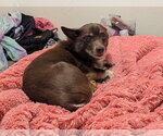 Small #5 Australian Shepherd-Chihuahua Mix