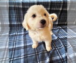Small #1 Great Pyrenees Mix