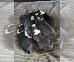 Boston Terrier Puppy for Sale in HENNING, Minnesota USA