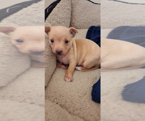 Chihuahua-Russell Terrier Mix Puppy for sale in SPENCER, IN, USA