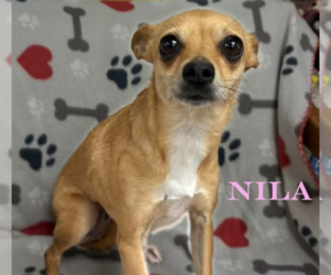 Chihuahua-Unknown Mix Dogs for adoption in Cranston, RI, USA