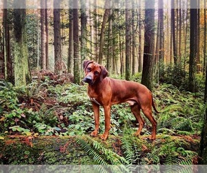 Father of the Rhodesian Ridgeback puppies born on 06/09/2025