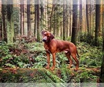 Small Photo #1 Rhodesian Ridgeback Puppy For Sale in STANWOOD, WA, USA