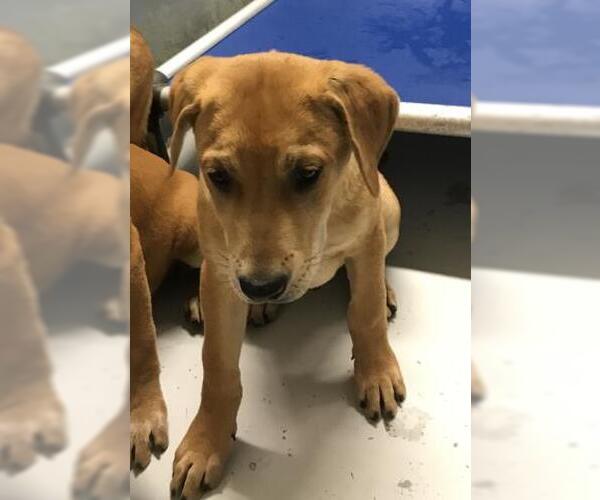 Medium Photo #1 Labrador Retriever Puppy For Sale in Conroe, TX, USA