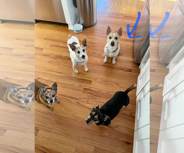 Medium Photo #3 Cojack Puppy For Sale in Decatur, GA, USA