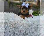 Small Yorkshire Terrier