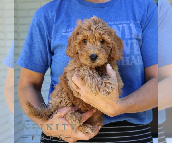 Medium Photo #4 Bernedoodle (Miniature) Puppy For Sale in NARVON, PA, USA