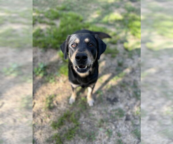 Medium Photo #8 Rottweiler-Unknown Mix Puppy For Sale in Rosenberg, TX, USA