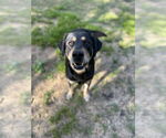 Small #7 Rottweiler Mix