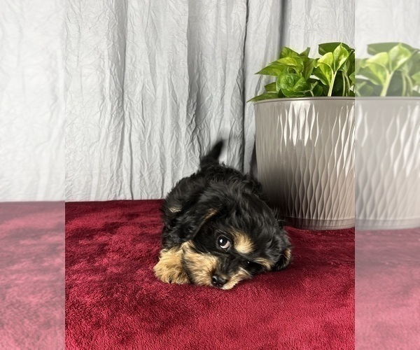 Medium Photo #4 Cavanese Puppy For Sale in GREENWOOD, IN, USA