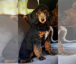 Poodle (Standard) Puppy for sale in MILLVILLE, MN, USA