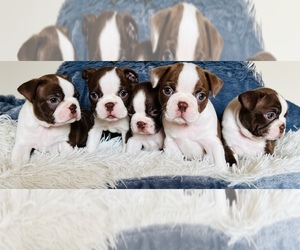 Boston Terrier Litter for sale in WEST LAFAYETTE, IN, USA