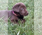 Small Photo #6 Labrador Retriever Puppy For Sale in GLADSTONE, VA, USA