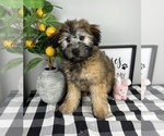 Small Photo #4 Soft Coated Wheaten Terrier Puppy For Sale in FRANKLIN, IN, USA