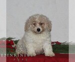 Small Photo #2 Bichpoo Puppy For Sale in RISING SUN, MD, USA
