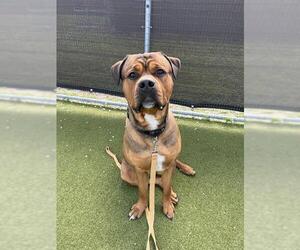 Mastiff-Unknown Mix Dogs for adoption in Naples, FL, USA