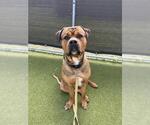 Small Mastiff Mix