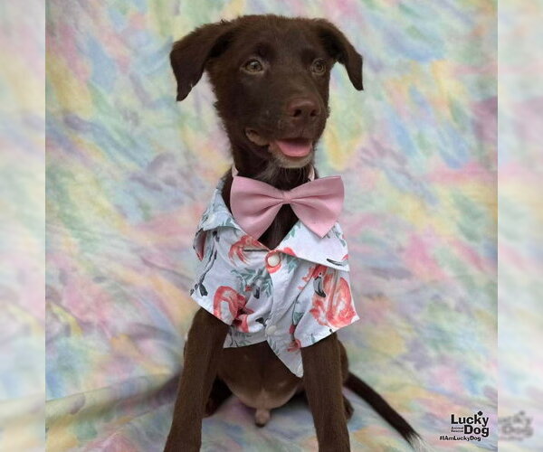Medium Photo #7 Labrador Retriever-Unknown Mix Puppy For Sale in Washington, DC, USA