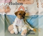 Puppy Puppy 7 Hudson Jack Russell Terrier