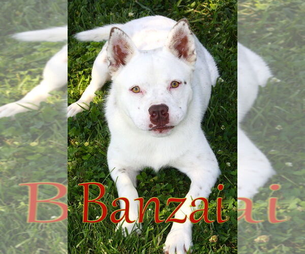 Medium Photo #1 Mutt Puppy For Sale in Evansville, IN, USA