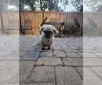Small #3 Shih Tzu Mix