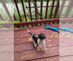 Small #2 Chihuahua Mix