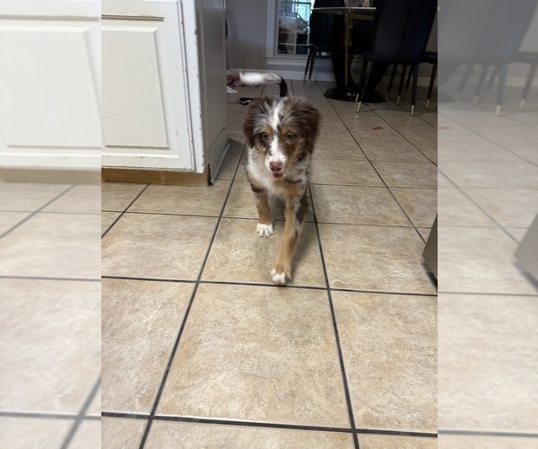 Medium Photo #4 Bernedoodle Puppy For Sale in CABOT, AR, USA