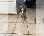 Small #3 Bernedoodle